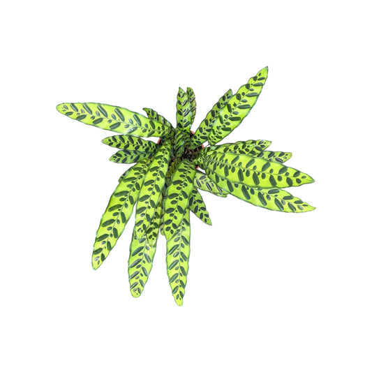 Calathea 17cm Lancifolia