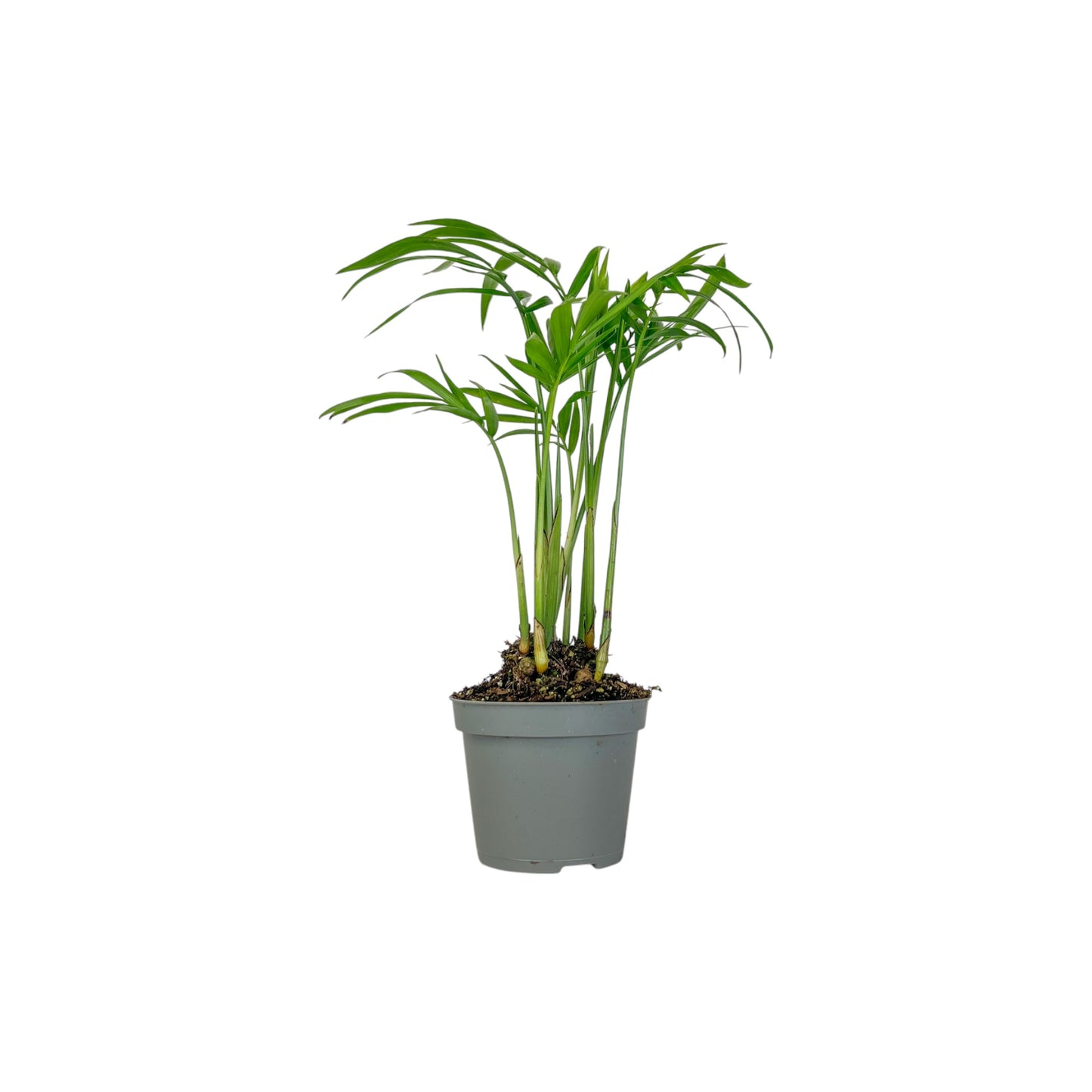 Green Plant 6cm Tot Mix