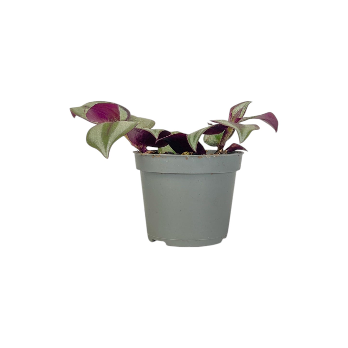 Green Plant 6cm Tot Mix