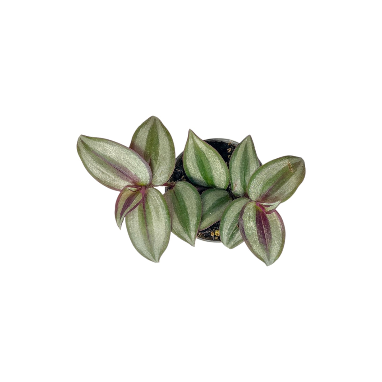 Green Plant 6cm Tot Mix