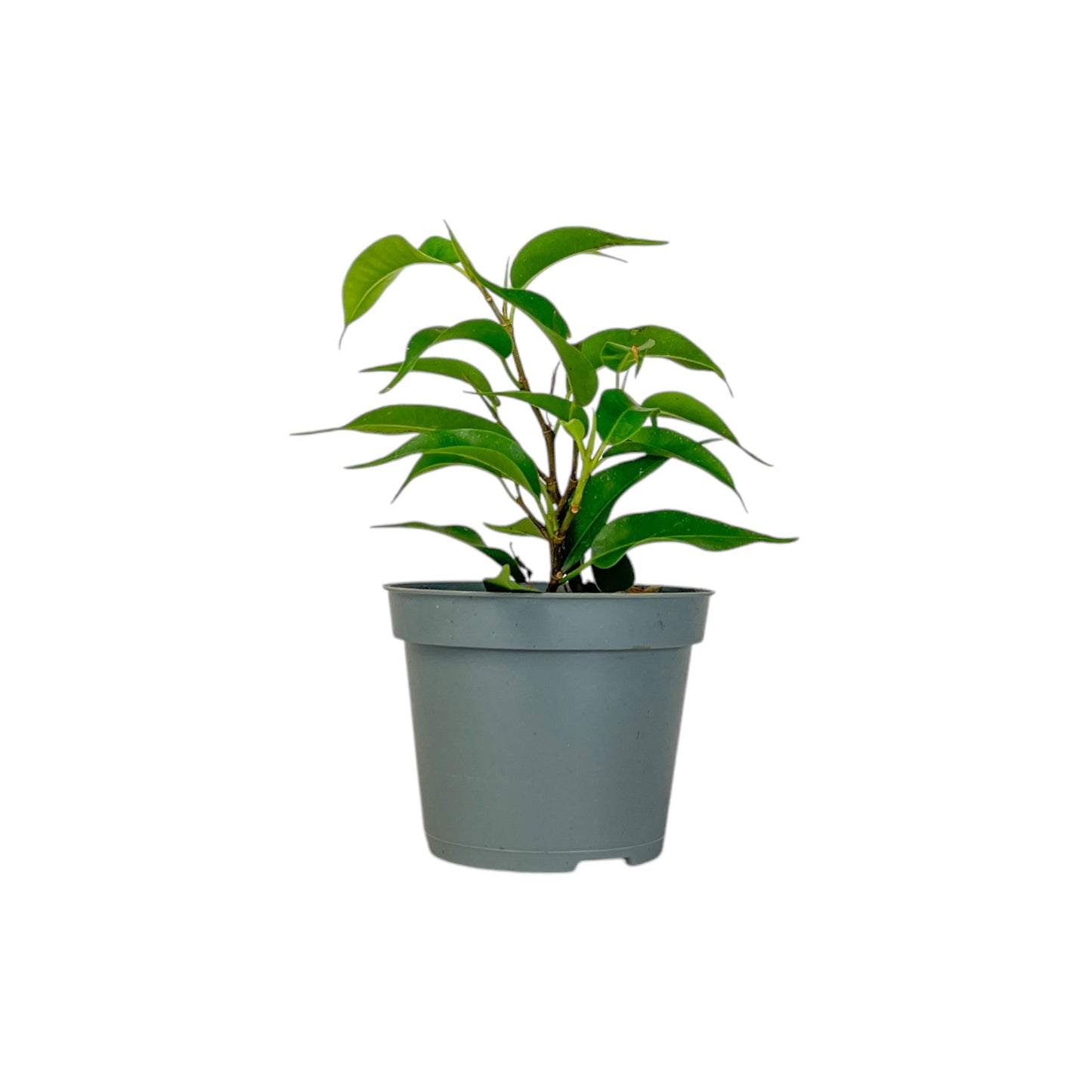 Green Plant 6cm Tot Mix