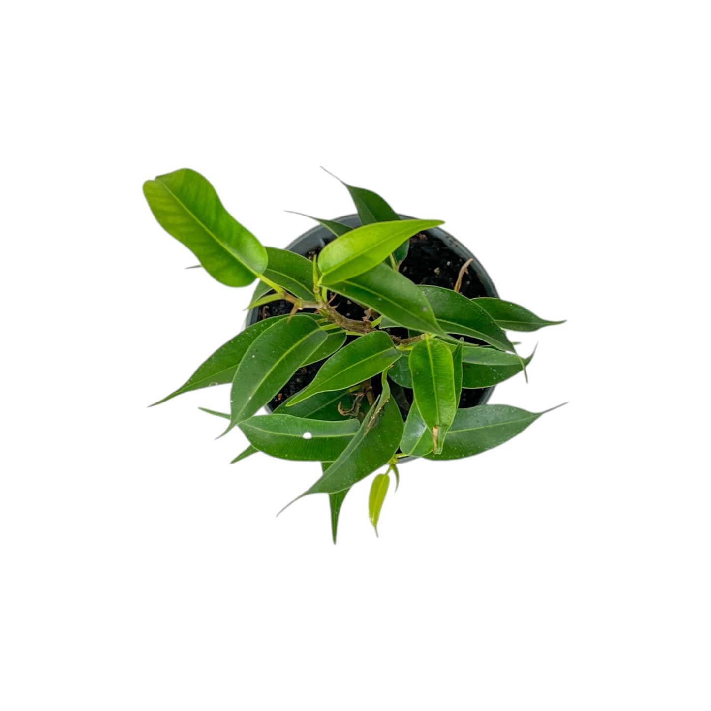 Green Plant 6cm Tot Mix