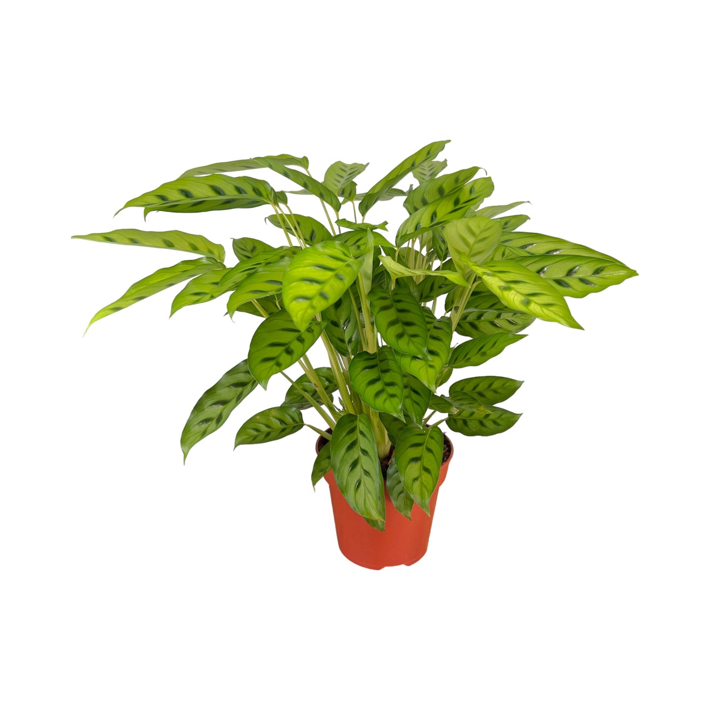 Calathea 17cm Leopardina