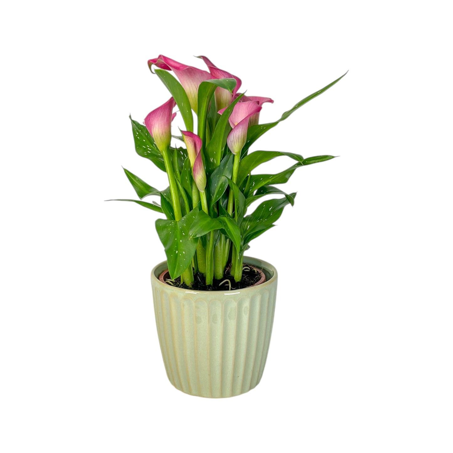 Calla Lily 13cm in Windsor Ceramic - Flowering The Horti House