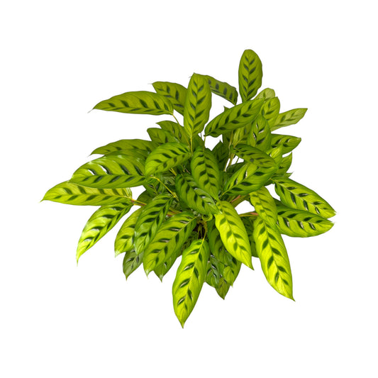 Calathea 17cm Leopardina