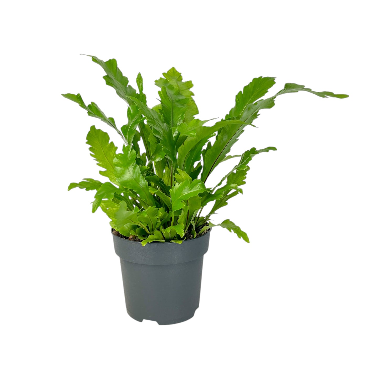 Asplenium 17cm Mix
