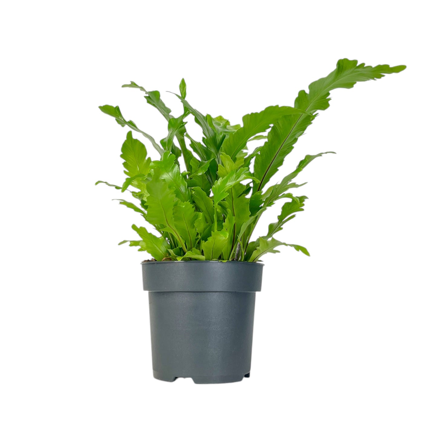 Asplenium 17cm Mix