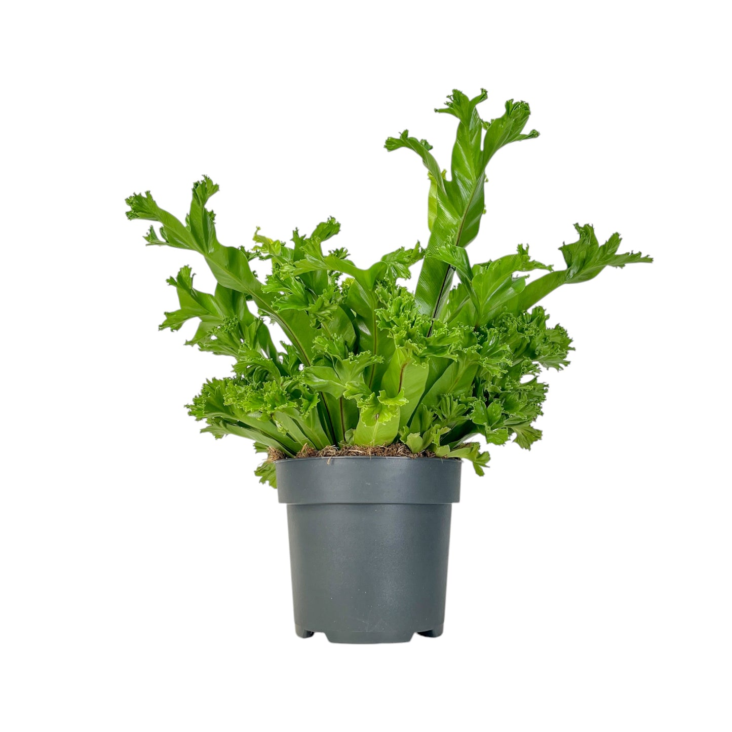 Asplenium 17cm Mix