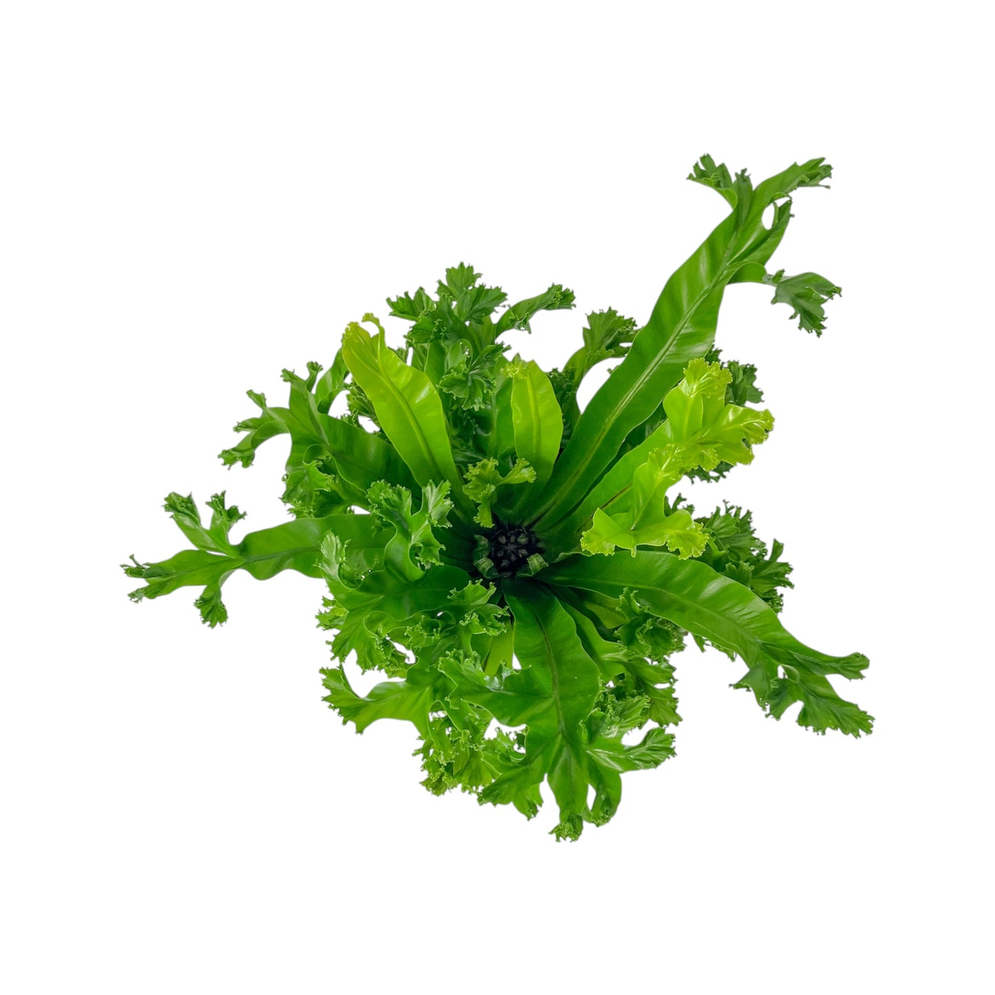 Asplenium 17cm Mix