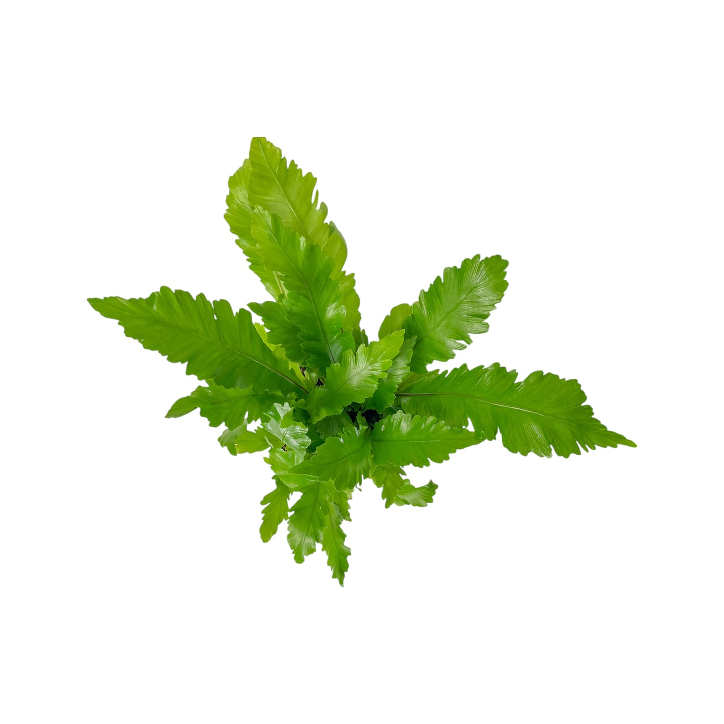 Asplenium 17cm Mix