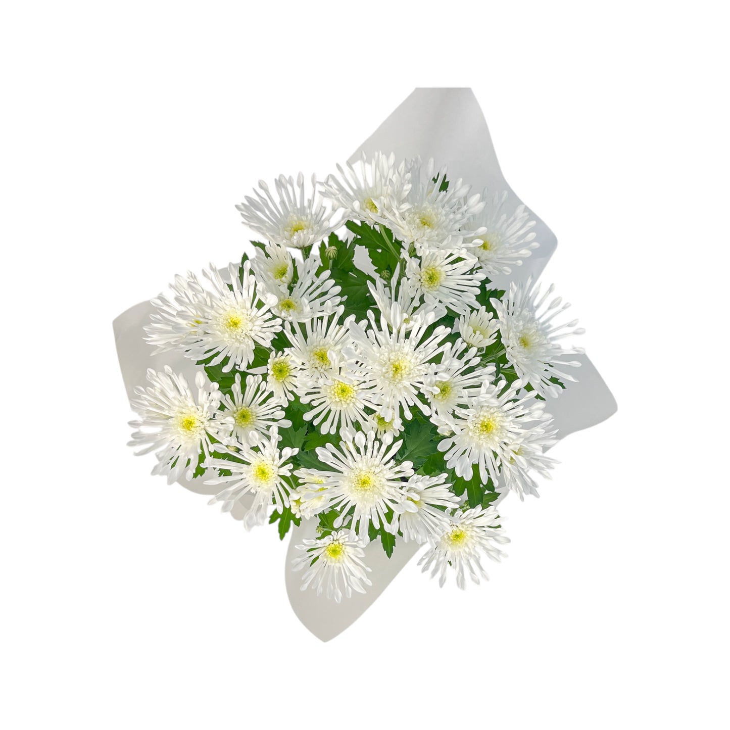 Chrysanthemum 14cm Pinched In Gift Cone