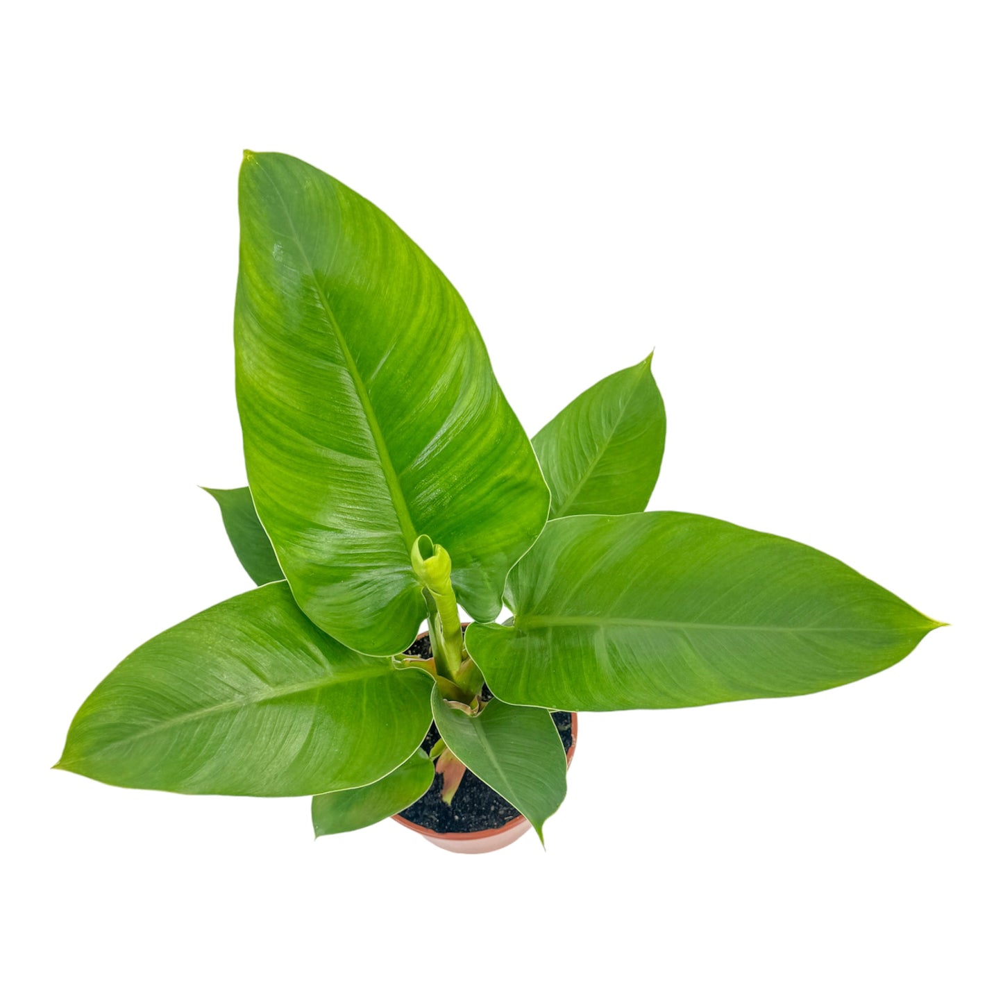 Philodendron 17cm Imperial Green