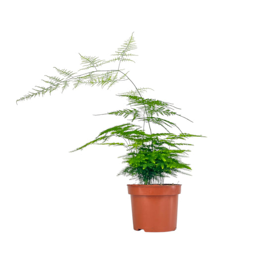 Asparagus 12cm Mix - Green Plant The Horti House