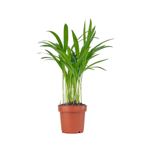 Areca Palm 12cm Dypsis Lutescens - Green Plant The Horti House