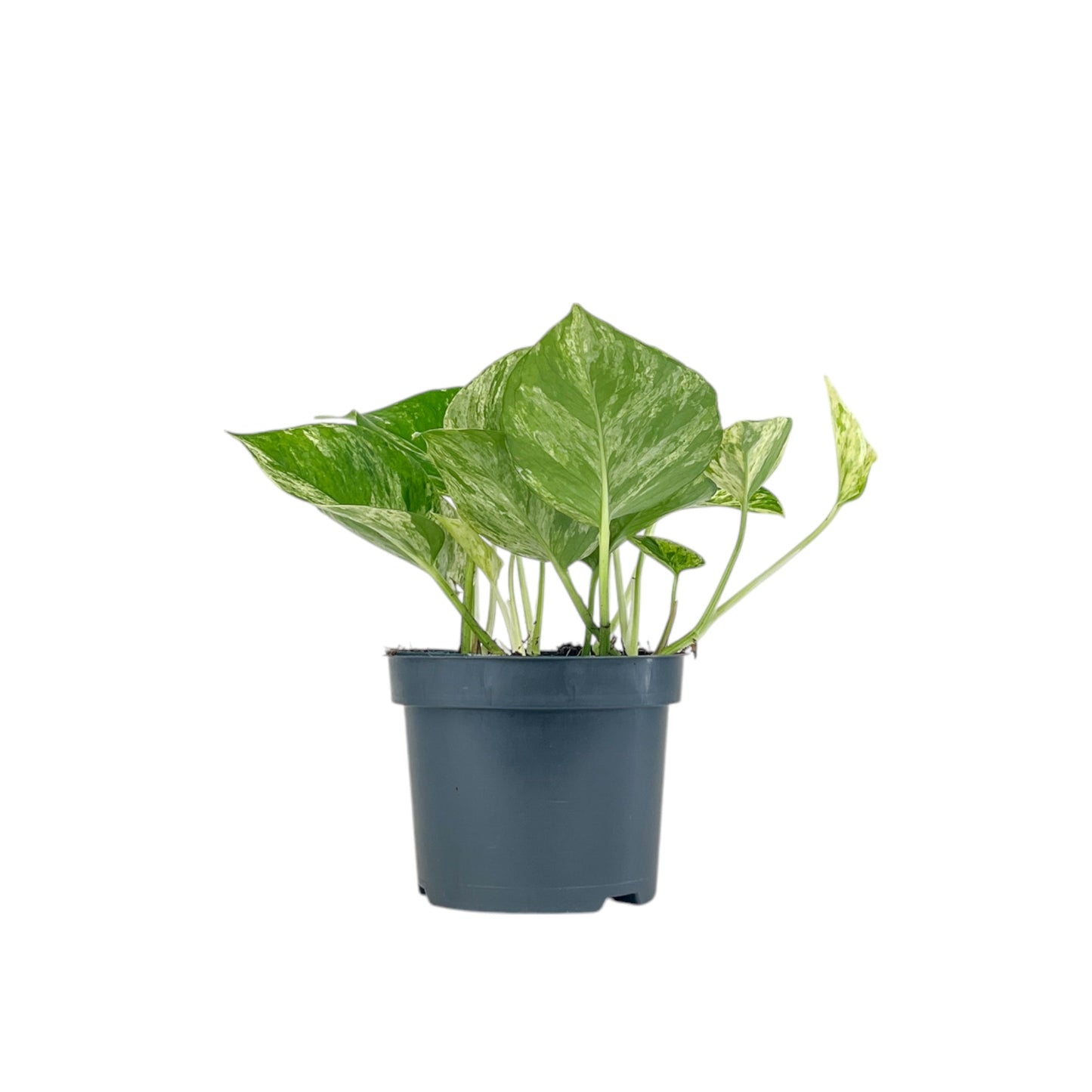 Epipremnum 12cm Mix