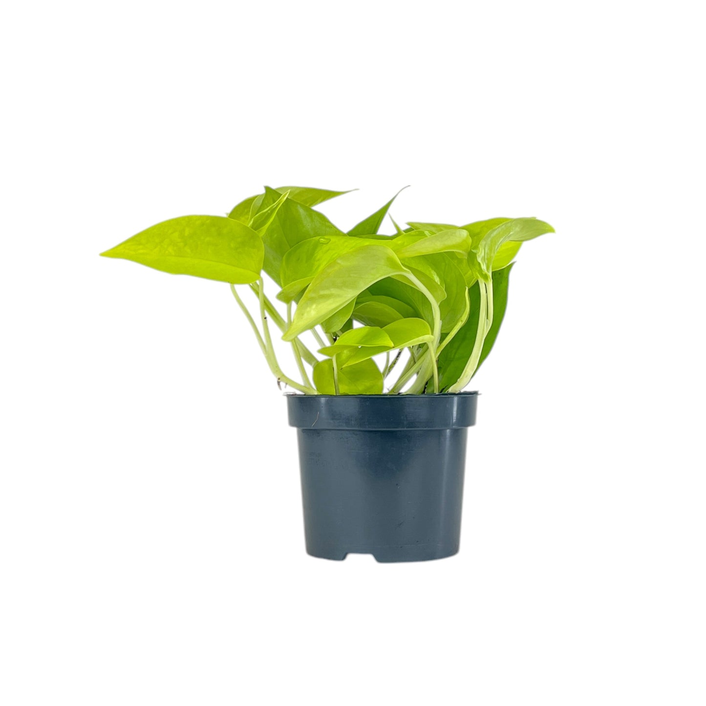 Epipremnum 12cm Mix