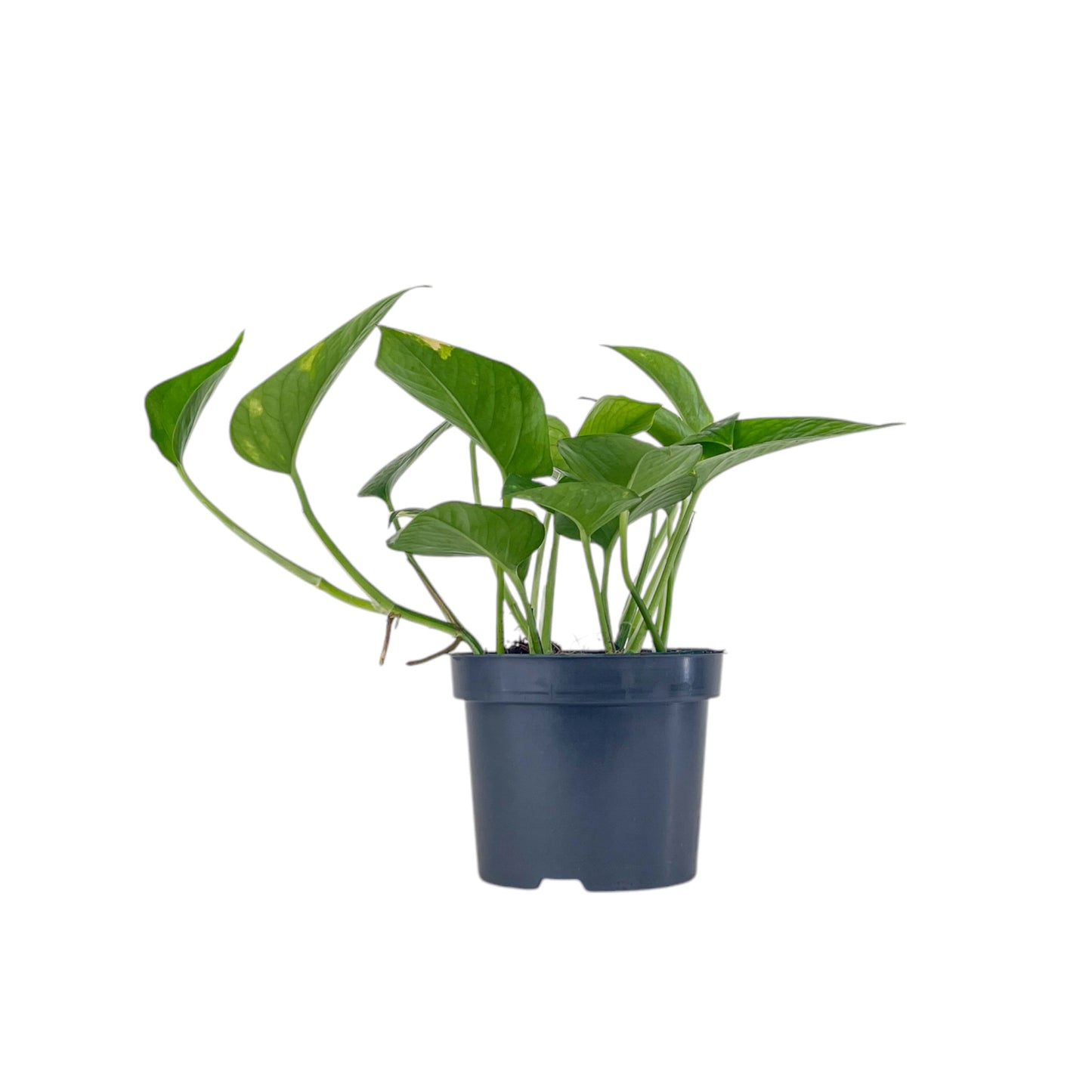 Epipremnum 12cm Mix