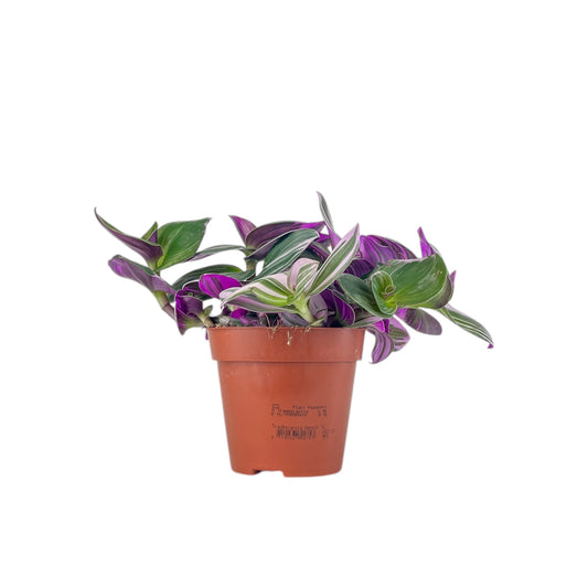 Tradescantia 12cm Mix - Green Plant The Horti House