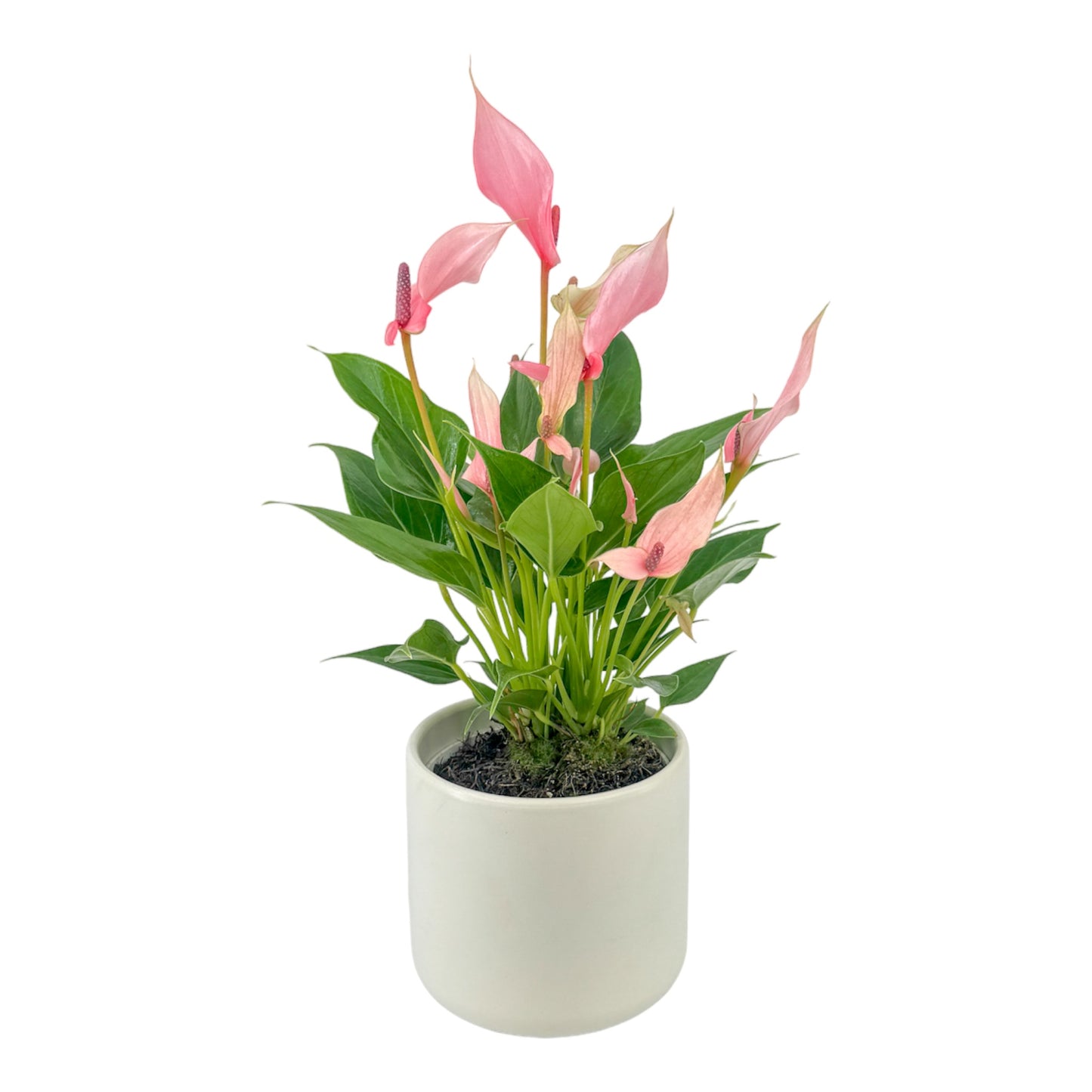 Anthurium 12cm Lilli in Cambridge Ceramic
