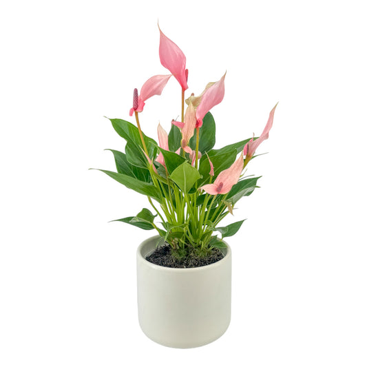 Anthurium 12cm Lilli in Cambridge Ceramic