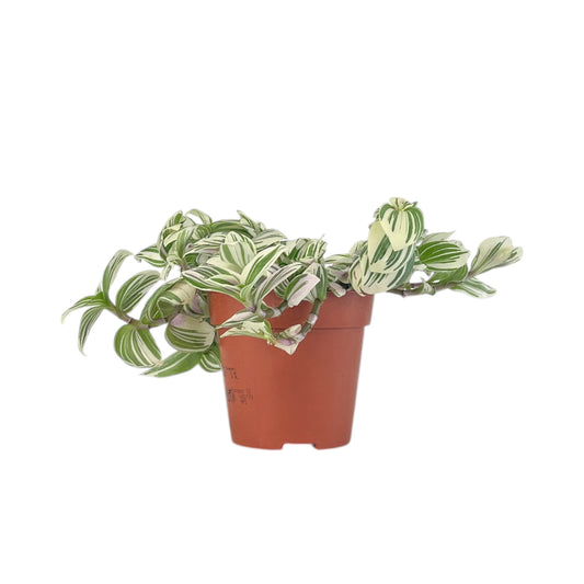 Tradescantia 12cm Mix - Green Plant The Horti House