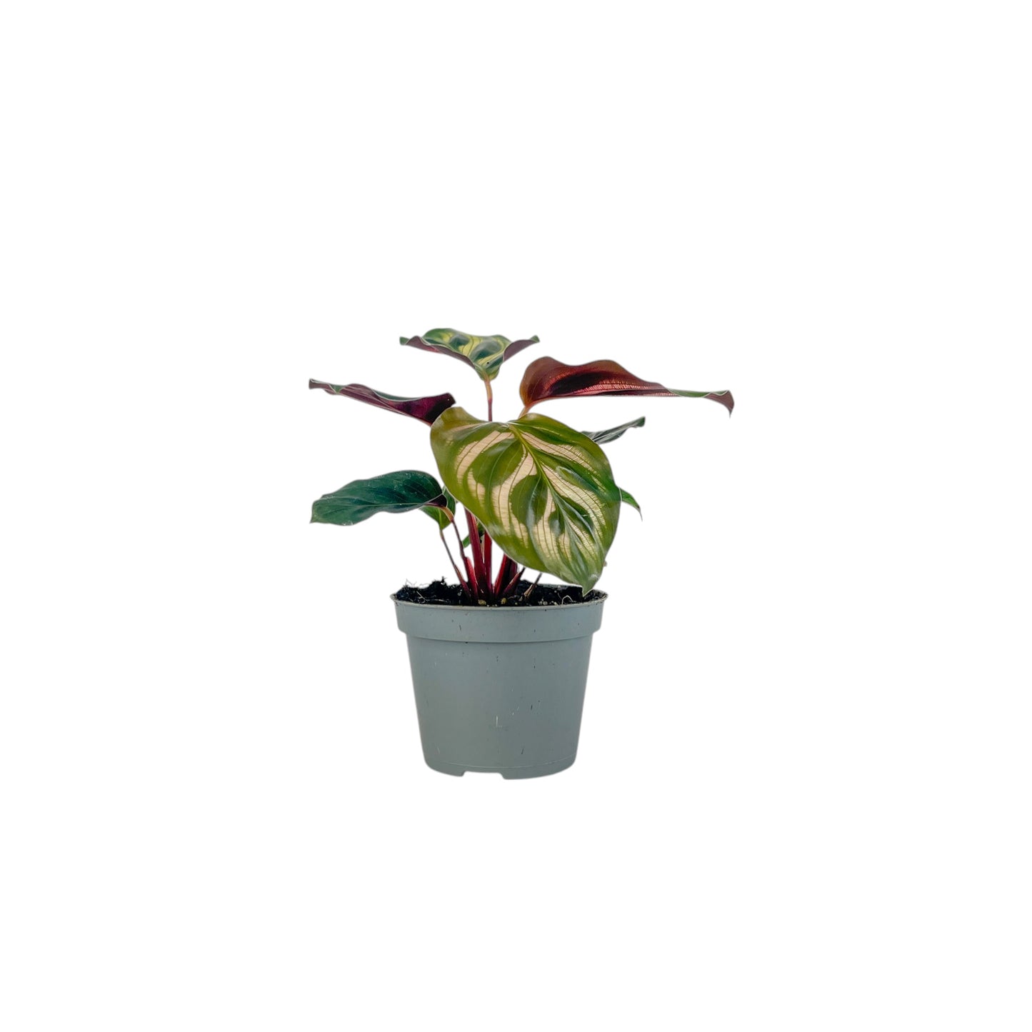 Calathea 6cm Tot Mix