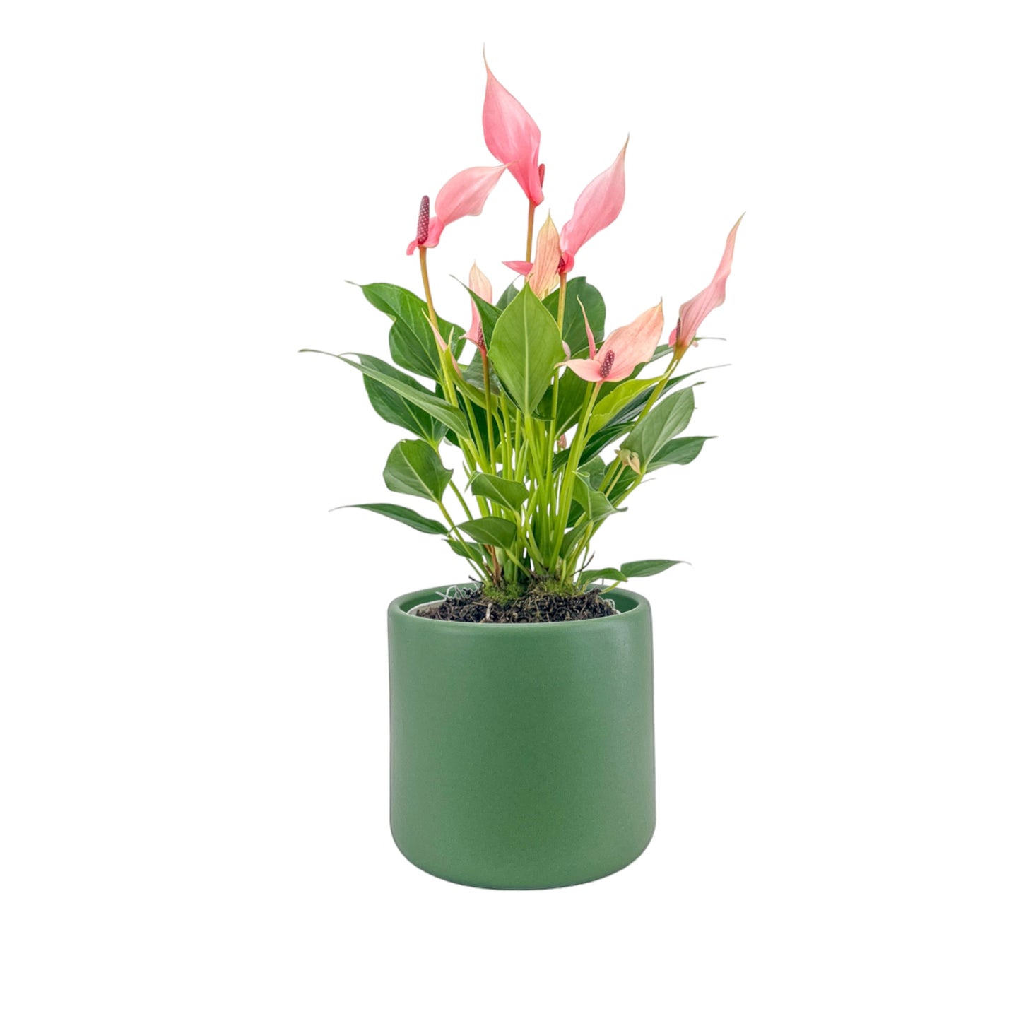 Anthurium 12cm Lilli in Cambridge Ceramic