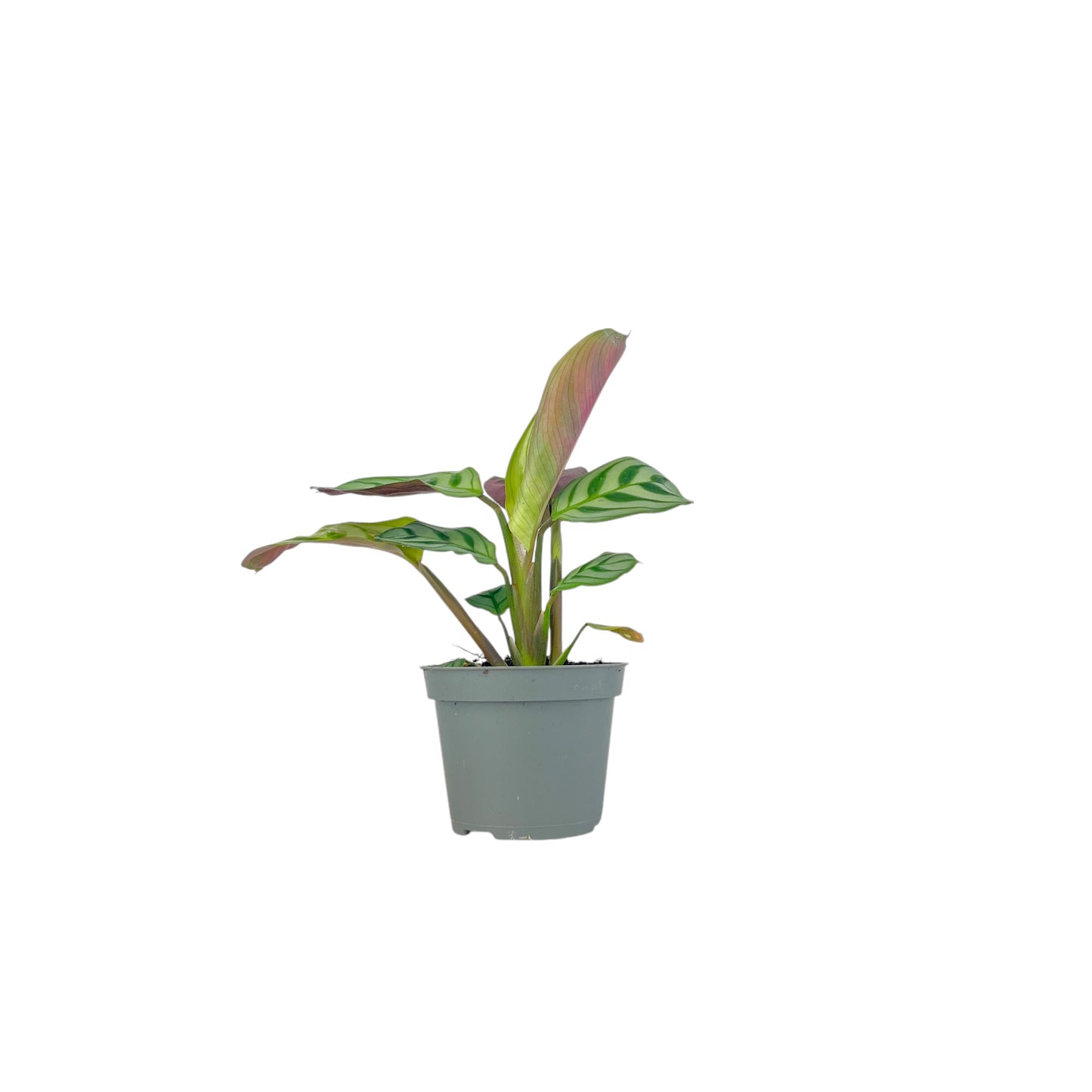 Calathea 6cm Tot Mix