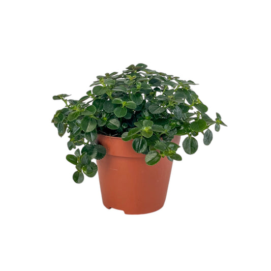 Pilea 12cm Depressa - Green Plant The Horti House