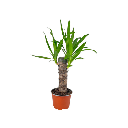 Yucca 12cm Elephantipes - Green Plant The Horti House