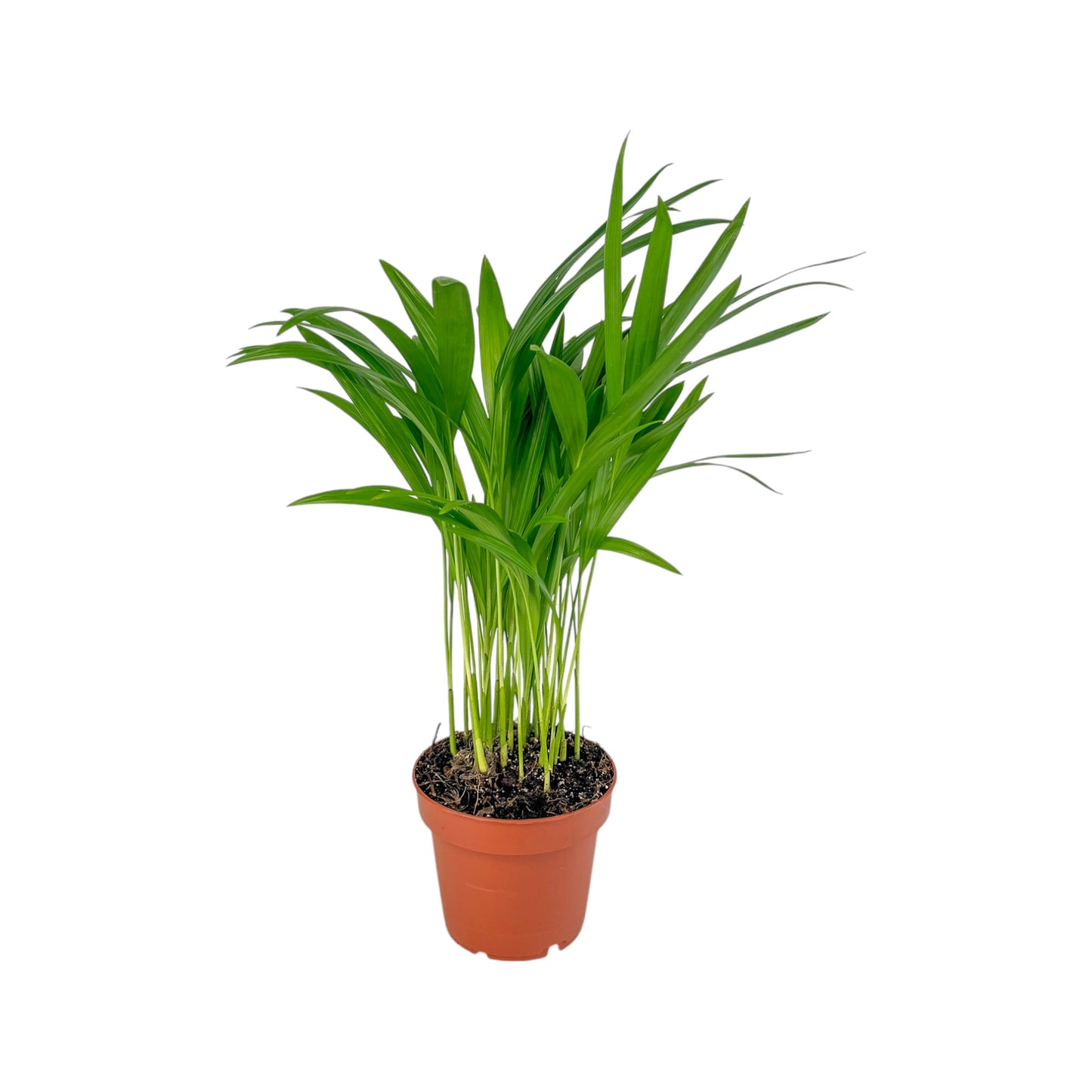 Areca Palm 12cm Dypsis Lutescens - Green Plant The Horti House