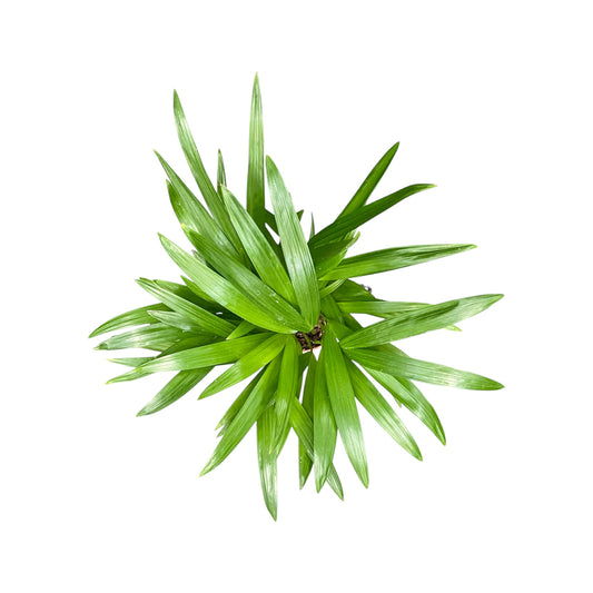 Areca Palm 12cm Dypsis Lutescens - Green Plant The Horti House