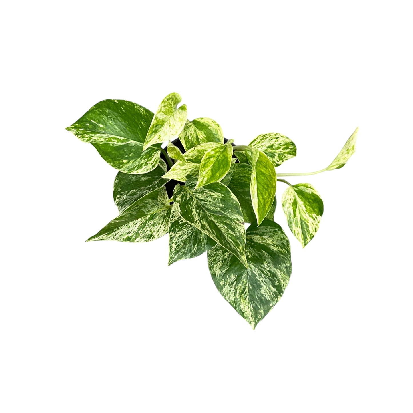Epipremnum 12cm Mix