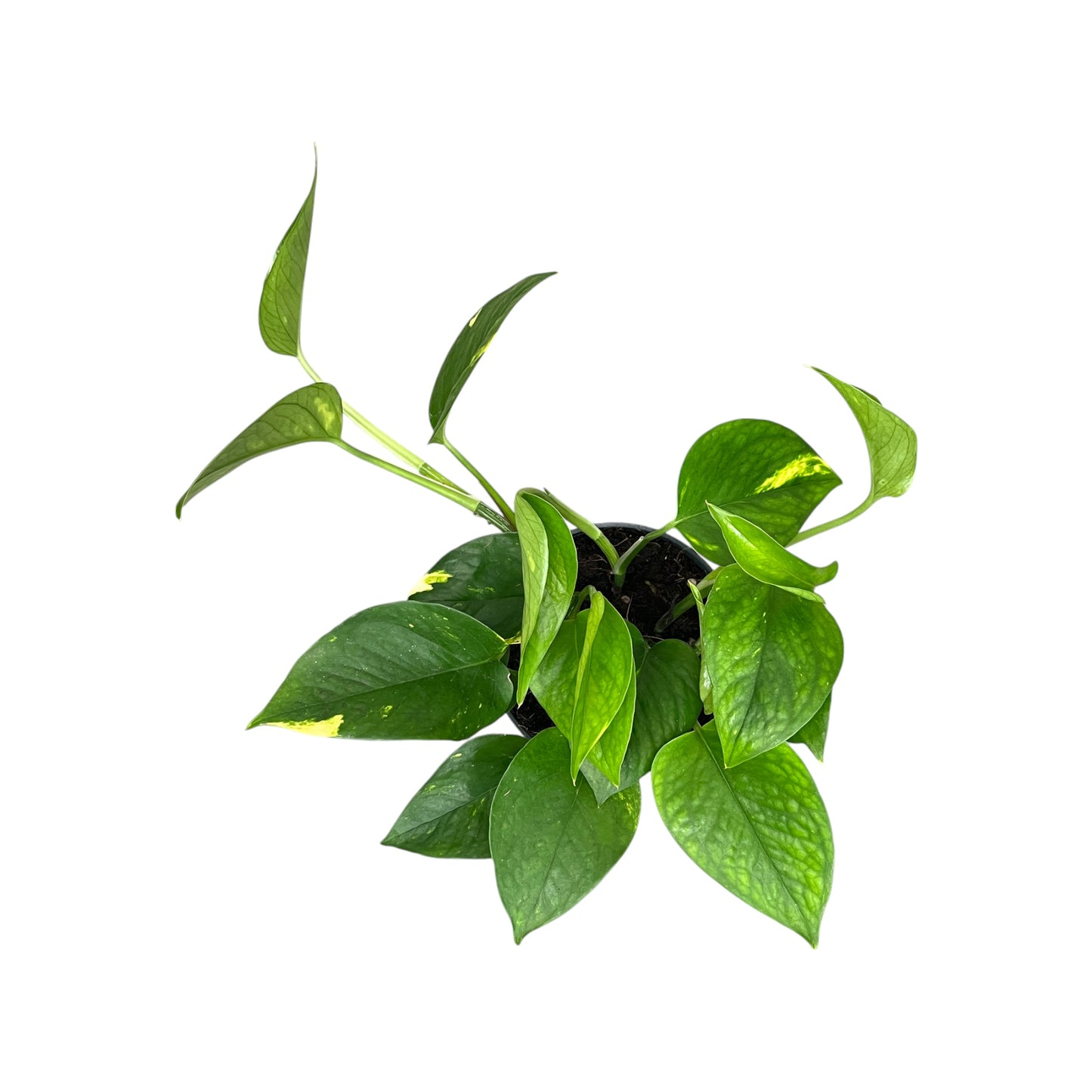 Epipremnum 12cm Mix