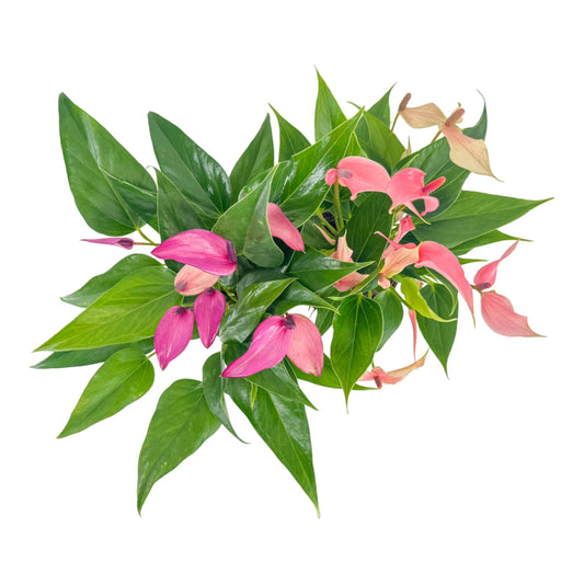 Anthurium 12cm 'Zizou' & 'Lilli'