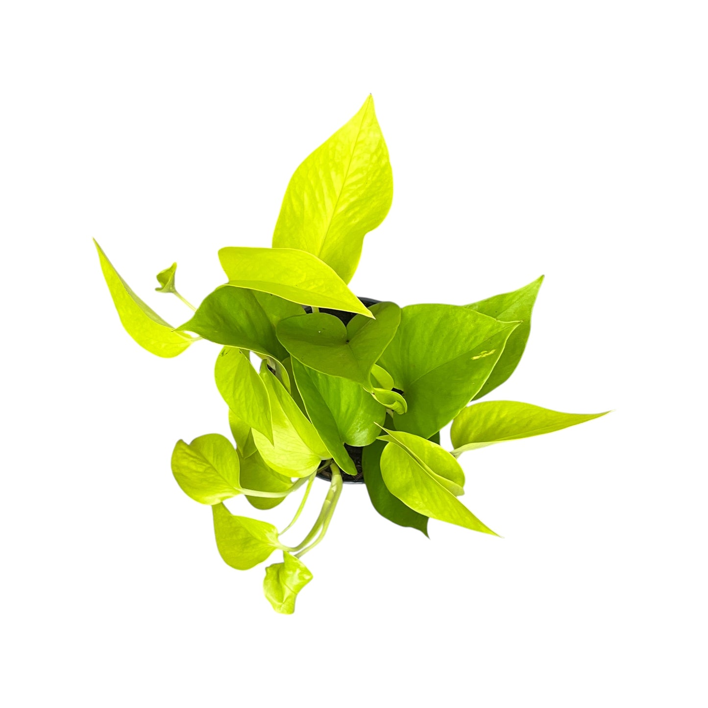 Epipremnum 12cm Mix