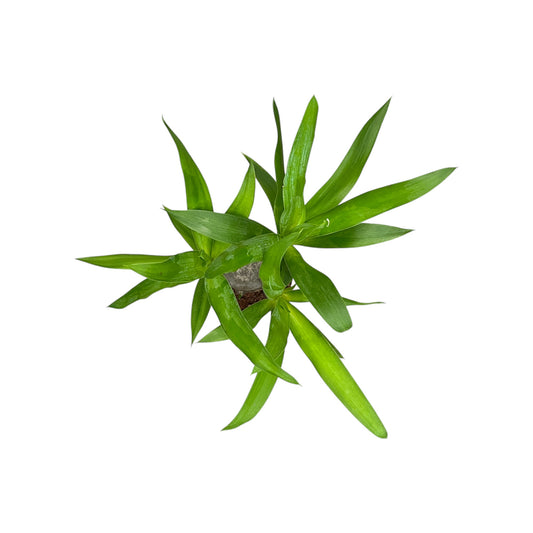 Yucca 12cm Elephantipes - Green Plant The Horti House