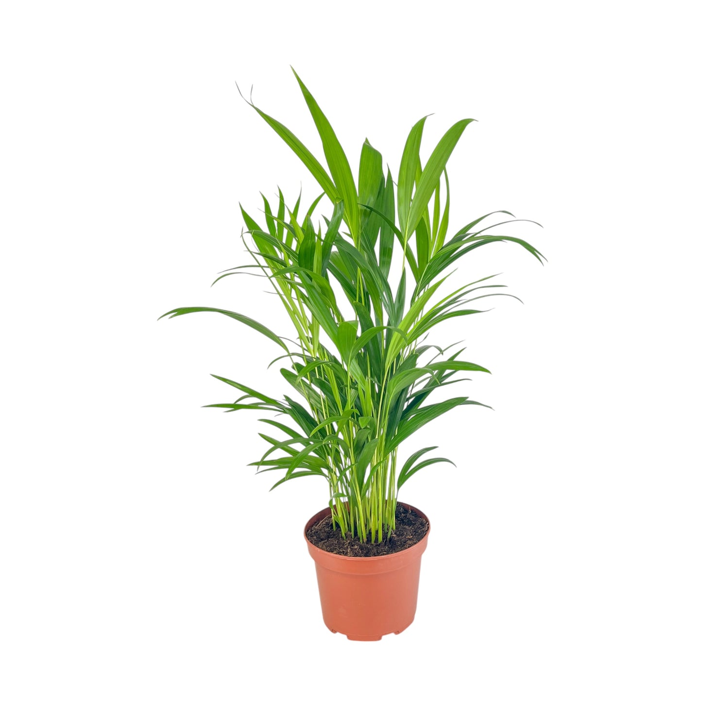 Areca Palm 17cm Dypsis Lutescens - Green Plant The Horti House