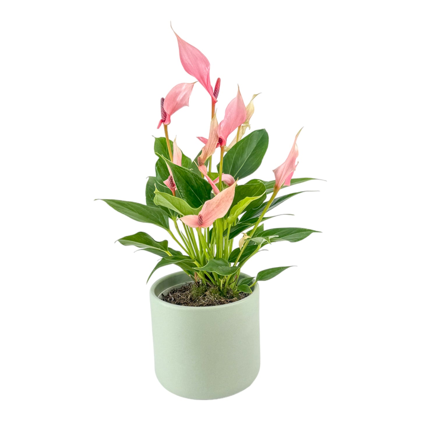Anthurium 12cm Lilli in Cambridge Ceramic