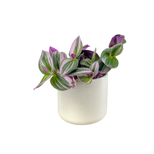 Tradescantia 12cm Mix in Cambridge Ceramic - Green Plant The Horti House