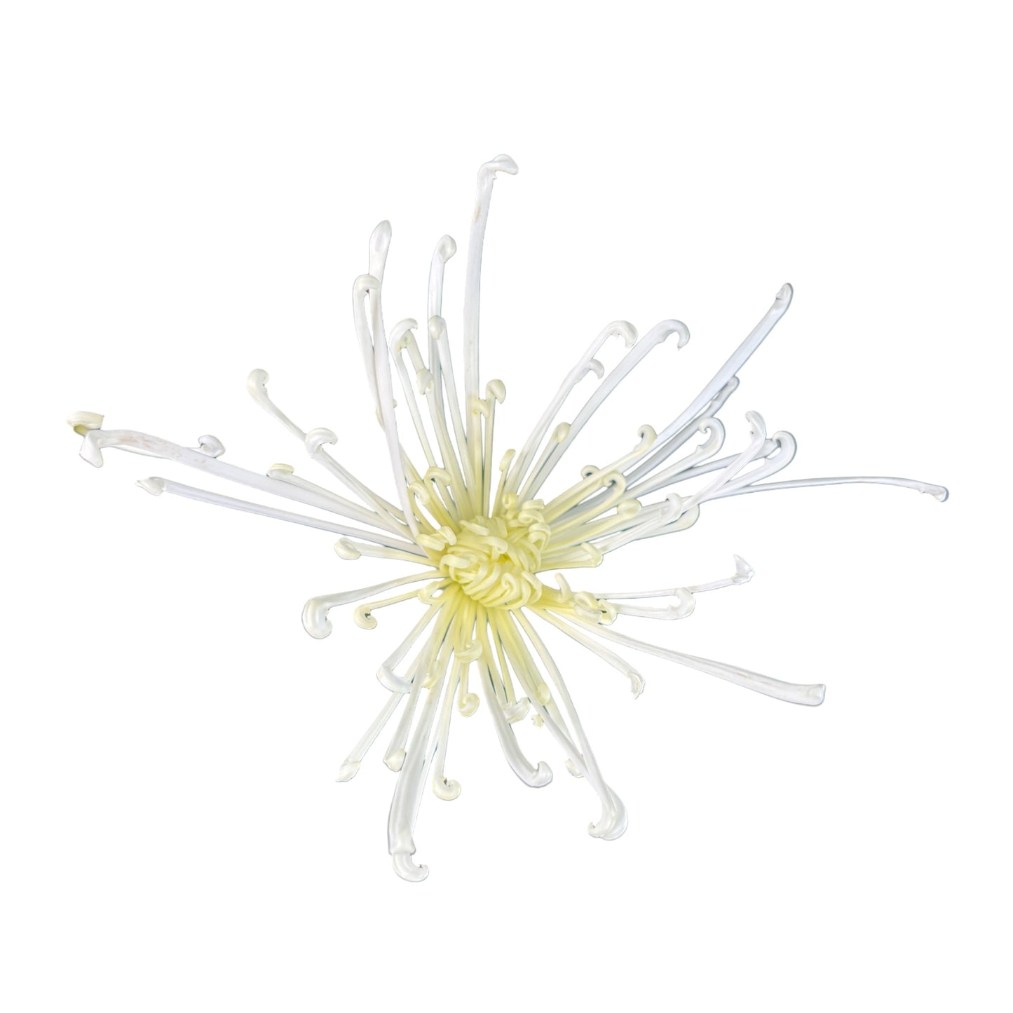 Chrysanthemum 14cm Fireworks White - Flowering The Horti House