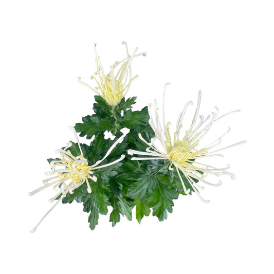 Chrysanthemum 14cm Fireworks White In Zinc - Flowering The Horti House