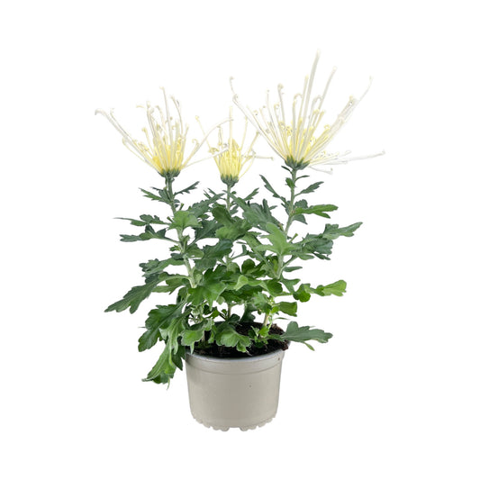 Chrysanthemum 14cm Fireworks White - Flowering The Horti House