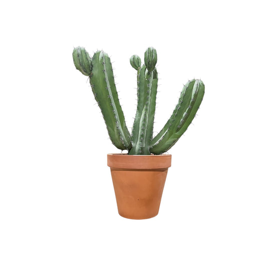 Cacti 31cm Polaskia Chichipe In Terracotta - Cacti The Horti House