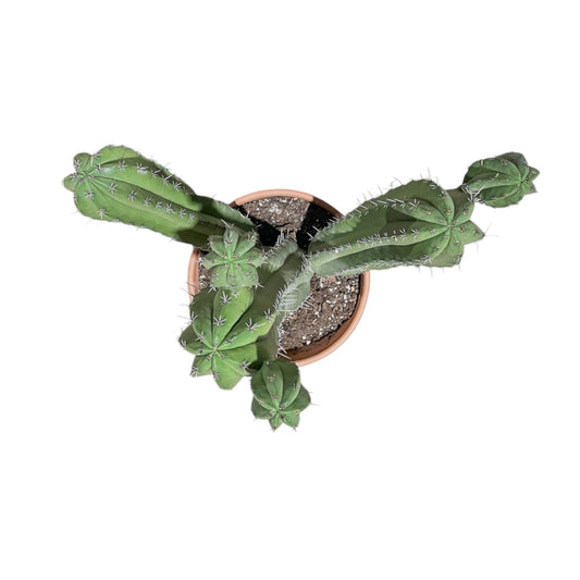 Cacti 31cm Polaskia Chichipe In Terracotta - Cacti The Horti House