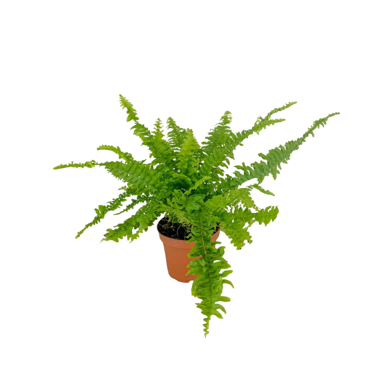 Fern 12cm Green Lady - British