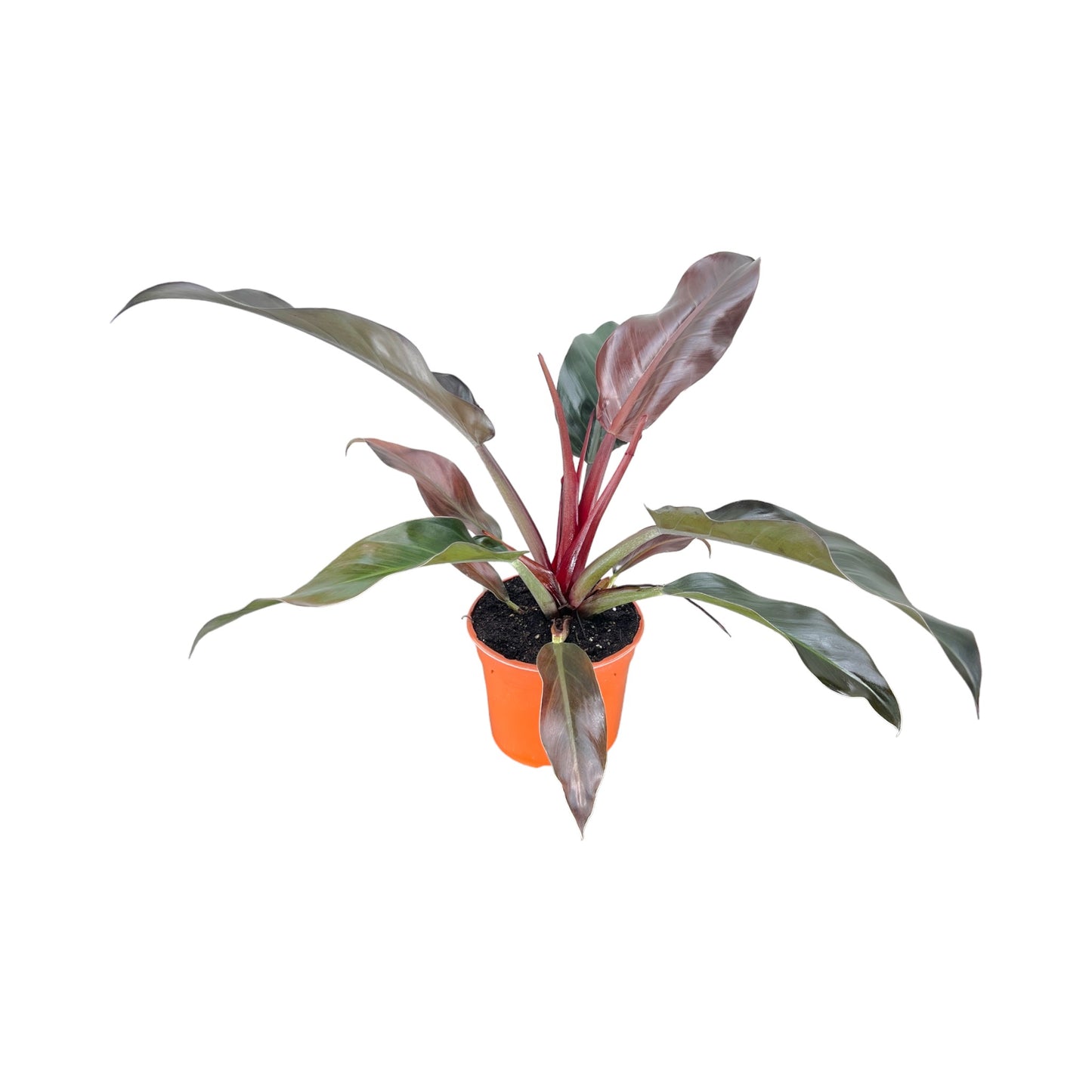 Philodendron 17cm Imperial Red - Green Plant The Horti House