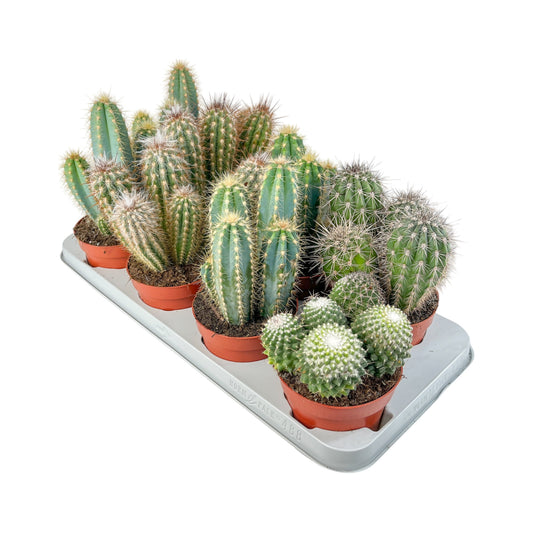 Cacti 12cm Cereus Mix - Cacti The Horti House