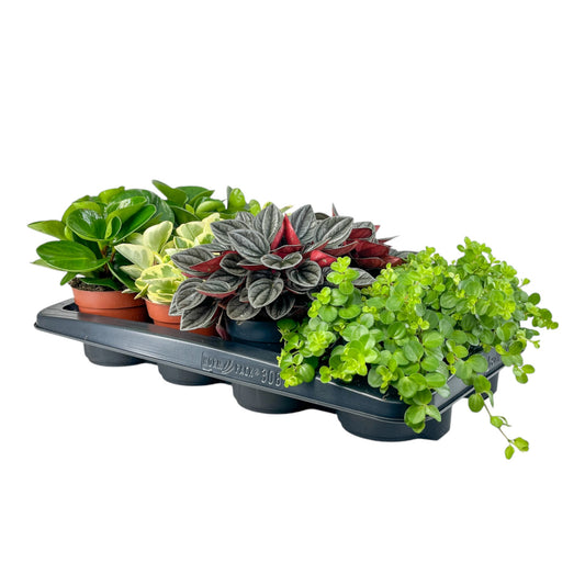 Peperomia 12cm Mix - Green Plant The Horti House