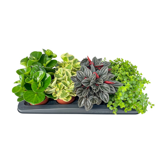 Peperomia 12cm Mix - Green Plant The Horti House